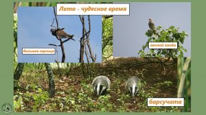 Лето - чудесное время для всех. Семья барсуков на отдыхе. Лесной конёк, горлица большая
