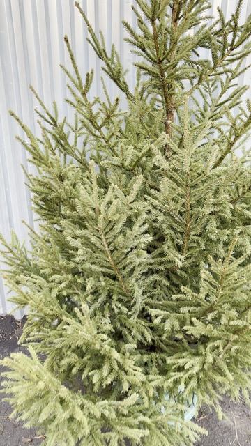 ЕЛЬ Москва, Стахановская 7  Я.КАРТЫ: VavilElkin