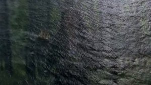 Е  Николаева читает стих Натали Осанна _Ты запомнишь меня - не голосом…_