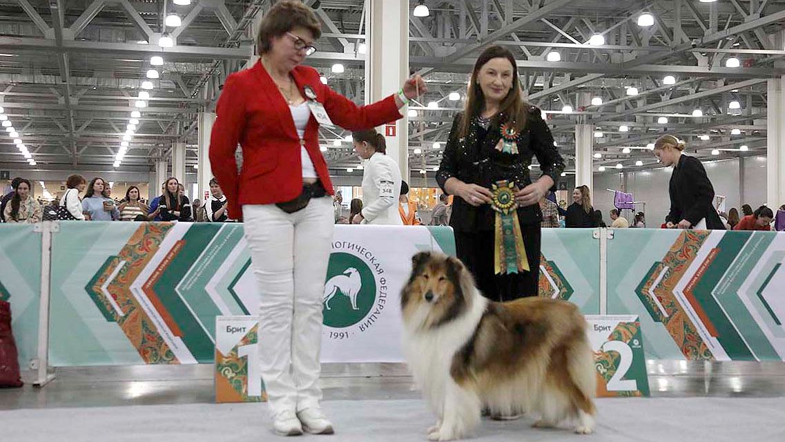 15.11.2025, Москва, РКФ. "ЕВРАЗИЯ-2025-1". Ринг КОЛЛИ Д/Ш
