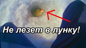 ОН НЕ ЛЕЗЕТ В ЛУНКУ! Ловля КРУПНЫХ ПОДЛЕЩИКОВ. ЗИМНЯЯ РЫБАЛКА