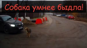 Даже собака останавливает тупней нарушающих ПДД!