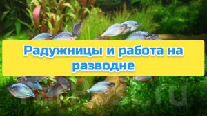 Радужницы и работа на разводне