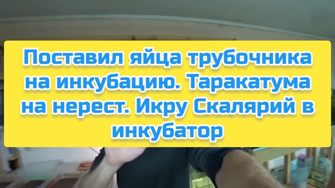 Поставил яйца трубочника на инкубацию. Таракатума на нерест. Икру Скалярий в инкубатор смотреть онлайн