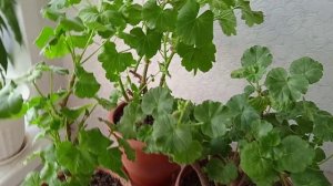 Чем можно и чем нельзя подкармливать пеларгонии осенью и зимой