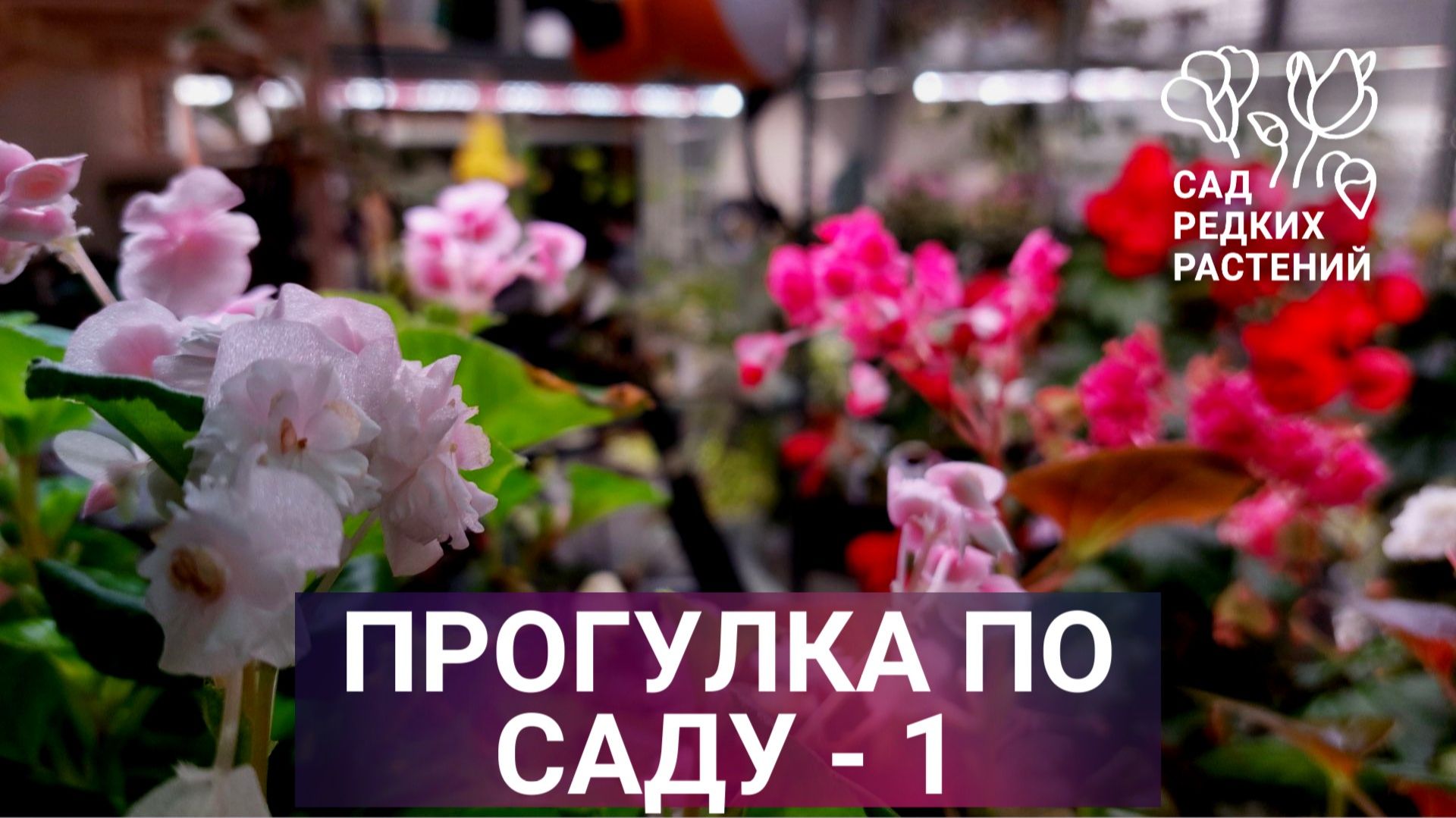 Обзор растений 1. Бегонии элатиор, вечноцветущие, сингониум, монстера адансона, корсиканская мята