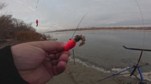 Охота за ПЕЛЕНГАСОМ на реке ДОН