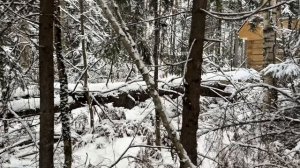 Участок 12 соток с елями и соснами, 15 км. от КАД