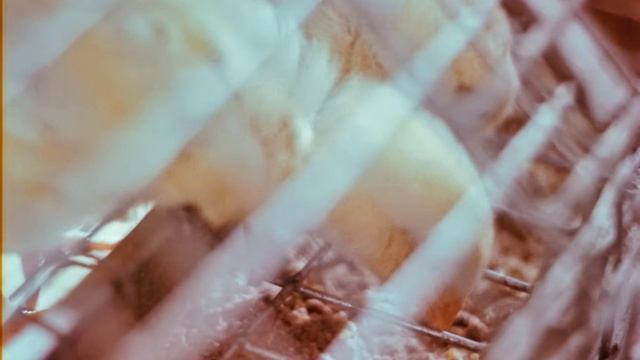 #5-6 Плазма позирует, 1965