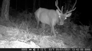 Видео от Тайга Красноярья. Фотоловушки
