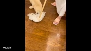 Животные приколы и юмор