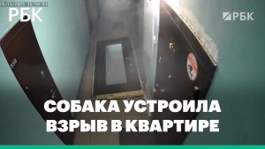 Собака устроила взрыв в квартире в Новосибирске