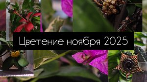 цветение ноября 2025