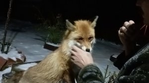 (1183) Лиса приходит в гости. Ноябрь 2025