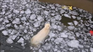 Одна медведица плавает во льдах, а другая ходит и смотрит 27.11.2025