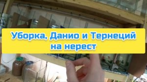 Уборка, Данио и Тернеций на нерест