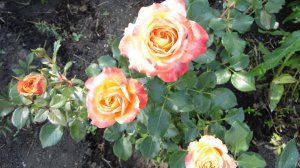 Роза флорибунда  Метеор нашего сада. Сезон 2025 года