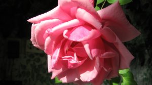 Любимой мамы добрые глаза... С Днём Мамы!