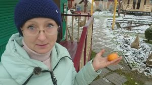 Видео привет с 6 соток 22 ноября 2025 года.