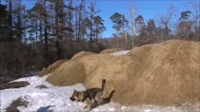 Вероничка - покорительница _горных вершин_))