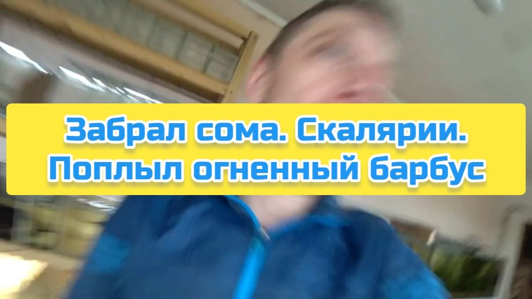 Забрал сома. Скалярии. Поплыл огненный барбус смотреть онлайн