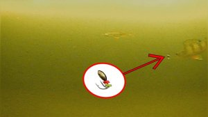 Как ОКУНЬ и ПЛОТВА реагируют на КОЗУ