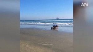 America′s Funniest Home Videos. Funniest Fails of The Week 😂 You Won't Stop Laughing