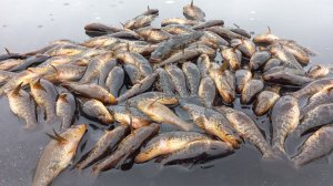 Озеро Боевское. Шикарное место для ловли ротана.