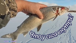 Что у сига внутри?