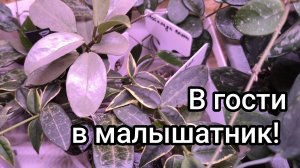 В гости в малышатник.