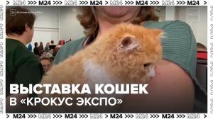 Международная выставка кошек открылась в выставочном центре "Крокус Экспо" - Москва 24
