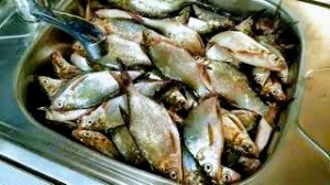 Рыбацкое счастье!!!!!Макаровское не устает удивлять.