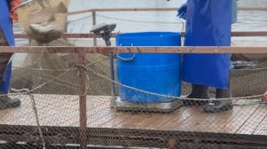 Запуск гольца, спарктика и форели.