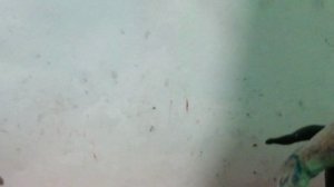 Давид Егор некра манул blue camera men vs монстр 1 сезон 11 серия 1 часть