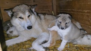 Начался актив щенков