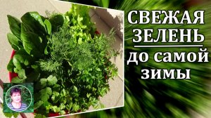 Как получать  зелень с огорода до конца ноября и дольше. Делюсь своим опытом
