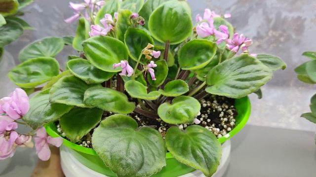 Презентация моих фиалок. смотреть онлайн