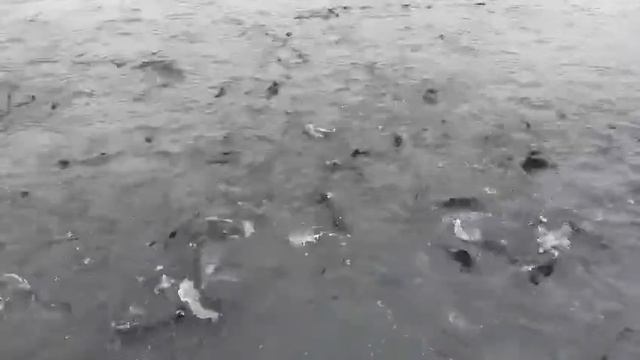 Кормление форели влажным кормом с целью снижения себестоимости производства