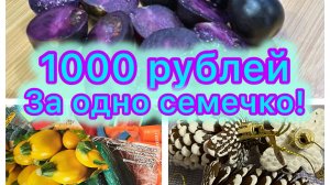 Тысяча рублей за одно семечко! Закупка семян в любимом магазине!