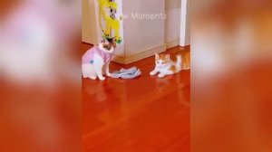 Юмор и приколы