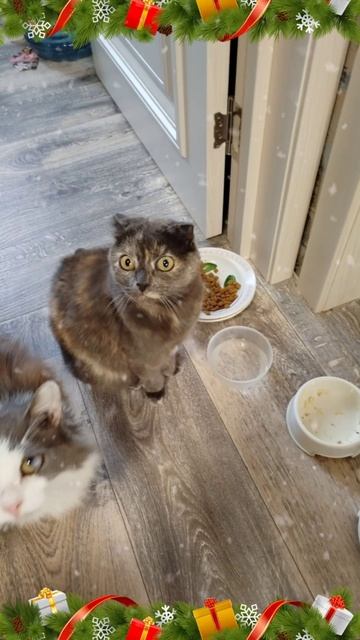 Новый год с котами