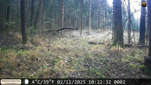 Кто-то вспугнул лосей. Может быть охотники это утро воскресенья а может быт наш серый знакомый