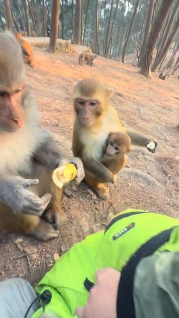 Братец обезьяна - хороший, часто помогает другим @43056183441