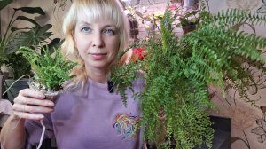 Пересадка папоротника, фитильный полив