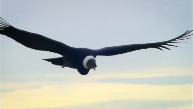 Почему эта птица считается королём Анд - АНДСКИЙ КОНДОР!