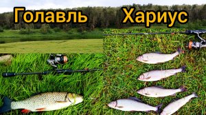 Лучшая рыбалка лета! ХАРИУС и ГОЛАВЛЬ клюют на одном перекате!