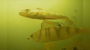 Как Окунь Реагирует На Мормышку С Мотылем? Подводная съёмка окуня