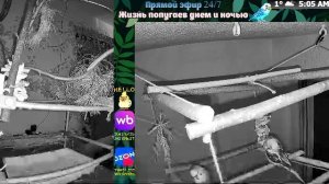 Волнистые попугаи 🦜🦜🦜 | авиарий на балконе📍