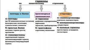 Лекция по нормальной физиологии 29.11.25