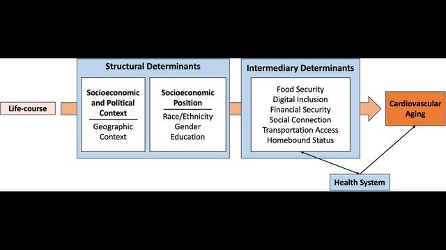Индекс детства определяет старение сердца: социальные детерминанты сердечно-сосудистого старения